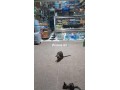 boutique-a-vendre-small-0