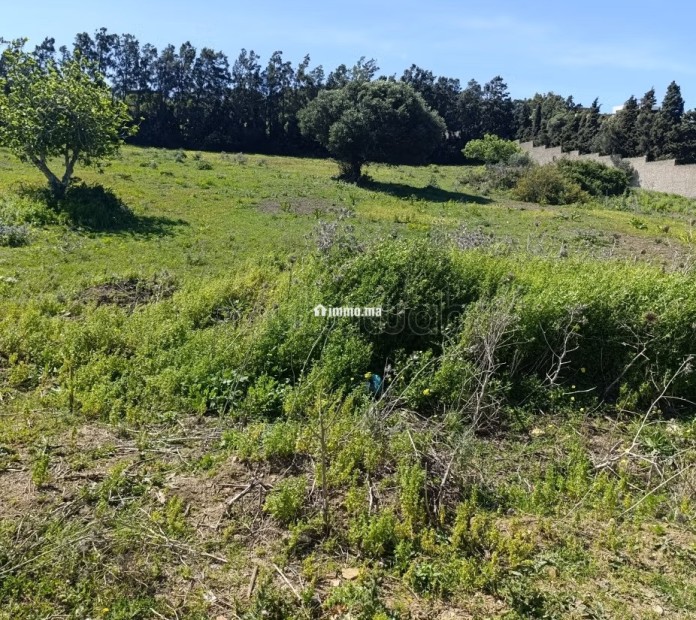 Terrain titré à vendre tanger - Vente Immobilier - Tanger - photo 1