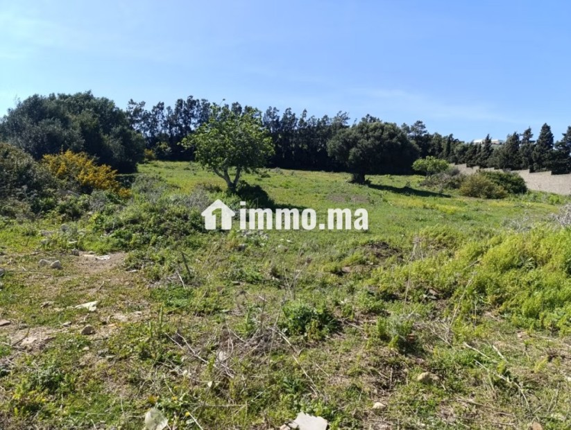 Terrain titré à vendre tanger - Vente Immobilier - Tanger - photo 8