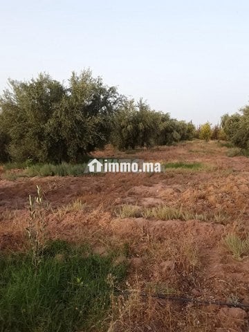 Un terrain de 3 hectares - Vente Immobilier - Marrakech - photo 8