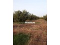 un-terrain-de-3-hectares-small-7