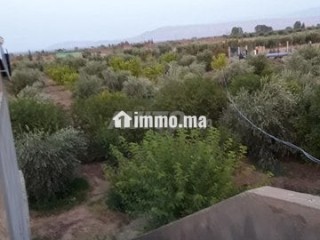 Un terrain de 3 hectares - Terrain à vendre - Marrakech