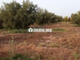 Un terrain de 3 hectares - Terrain à vendre - Marrakech