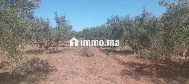 Terrain firrrma 18km Marrakech bon afir - Vente Immobilier - Marrakech - photo 3