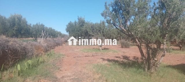 Terrain firrrma 18km Marrakech bon afir - Vente Immobilier - Marrakech - photo 6