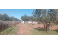 terrain-firrrma-18km-marrakech-bon-afir-small-5