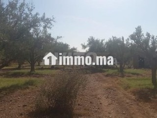 Terrain firrrma 18km Marrakech bon afir - Terrain à vendre - Marrakech