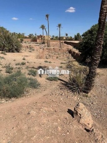 141058-vente-terrain-a-marrakech-palmeraie-de-9453-big-0